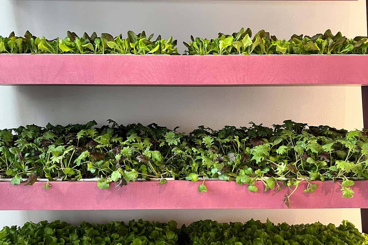 L'universo Planet Farms cresce come esempio di qualità e sostenibilità